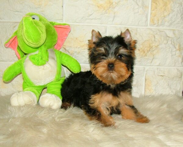 Sem Yorkshire Terrier