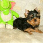 Sem-male-Yorkshire-Terrier-puppy-for-sale-1 (3)