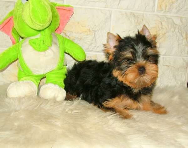 Sem Yorkshire Terrier
