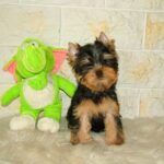 Sem-male-Yorkshire-Terrier-puppy-for-sale-1 (4)