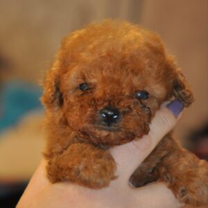 Setanta Toy Poodle