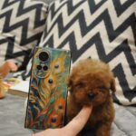 Setanta-female-toy-poodle-puppy-for-sale-1 (2)