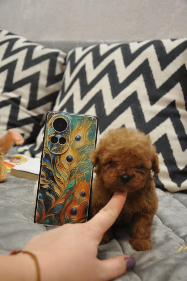 Setanta Toy Poodle