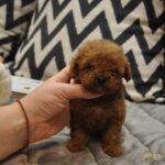 Setanta-female-toy-poodle-puppy-for-sale-1 (3)