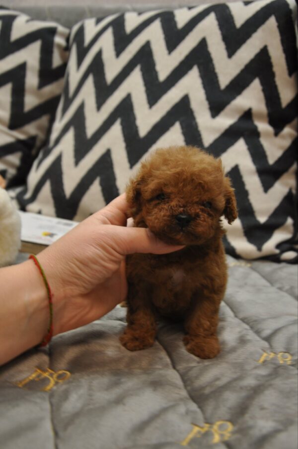 Setanta Toy Poodle