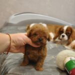 Setanta-female-toy-poodle-puppy-for-sale-1 (4)