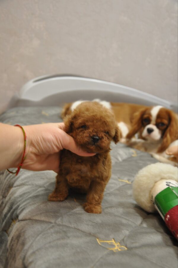 Setanta Toy Poodle