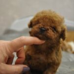 Setanta-female-toy-poodle-puppy-for-sale-1 (5)
