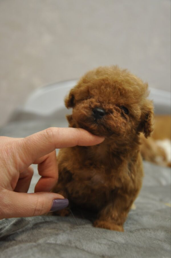 Setanta Toy Poodle