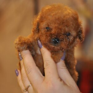 Setanta Toy Poodle