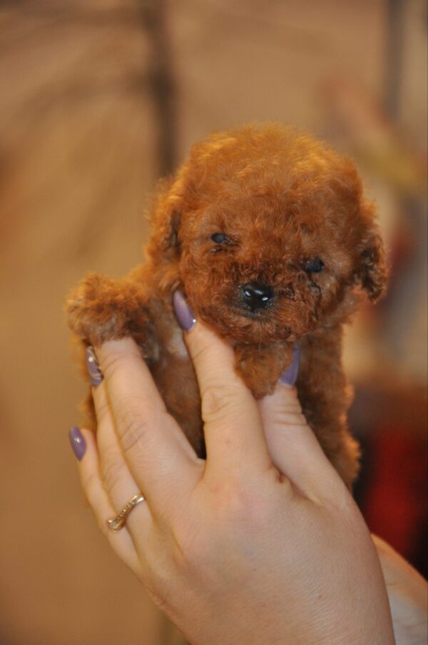 Setanta Toy Poodle