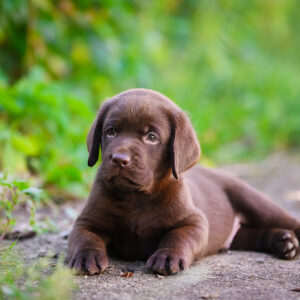 Shadow Labrador Retriever