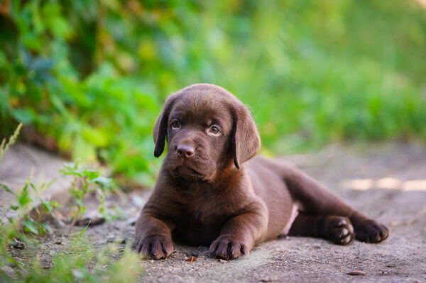 Shadow Labrador Retriever