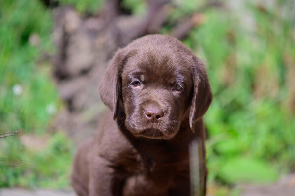 Shadow Labrador Retriever