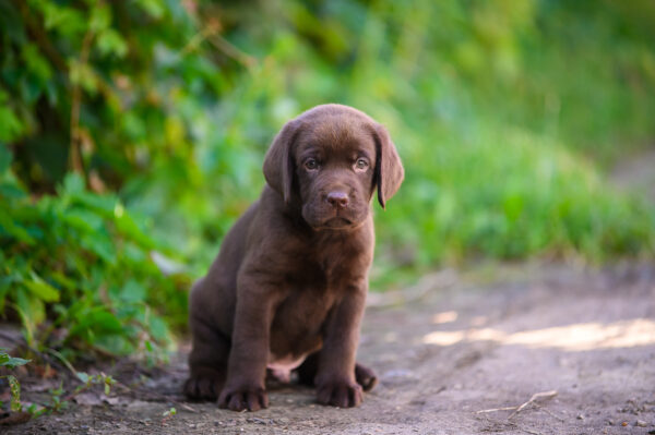 Shadow Labrador Retriever