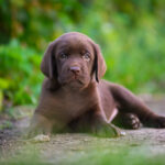 Sherlock Labrador Retriever