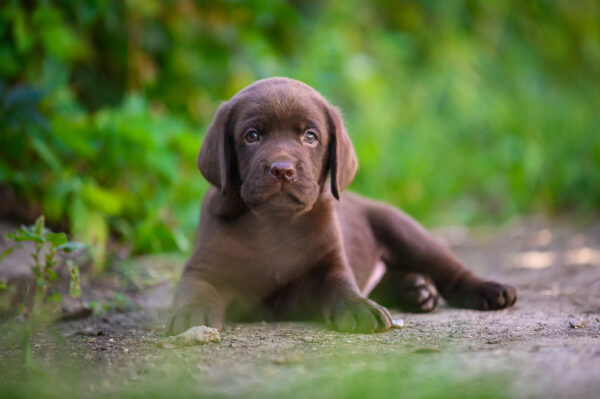 Shadow Labrador Retriever