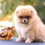 Shakira-female-Pomeranian puppy-for-sale-1
