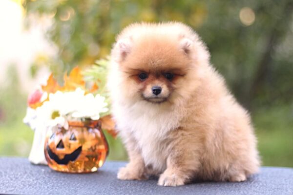 Shakira Pomeranian