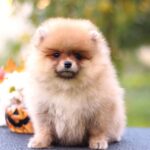 Shakira-female-Pomeranian puppy-for-sale-2