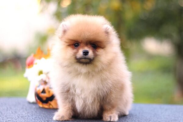 Shakira Pomeranian
