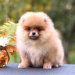 Shakira-female-Pomeranian puppy-for-sale-3
