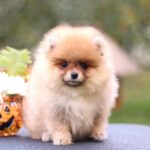 Shakira-female-Pomeranian puppy-for-sale-4