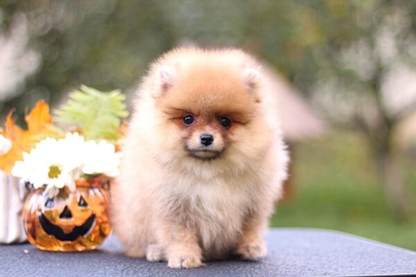 Shakira Pomeranian