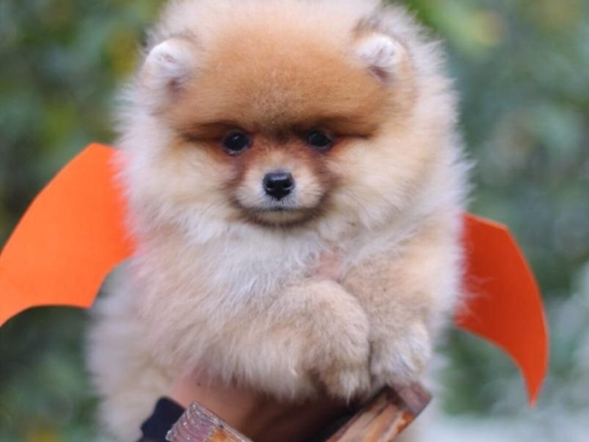 Pomeranian Breed Standard Kennel Club Pomeranian Best The Dog - Main Image