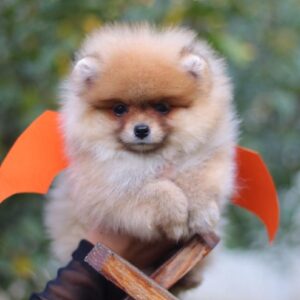 Shakira Pomeranian