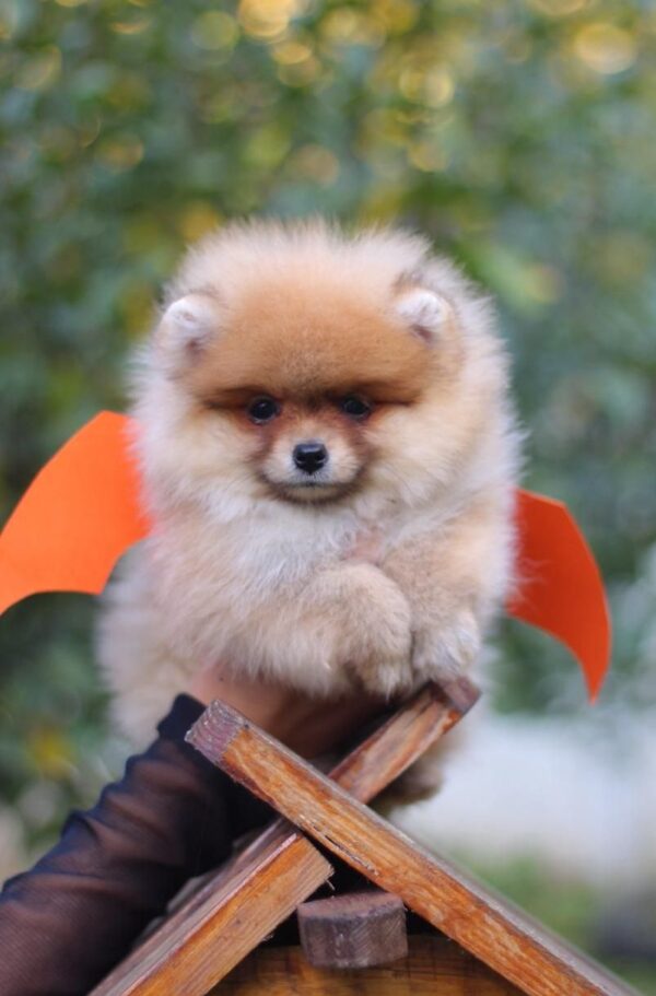 Shakira Pomeranian