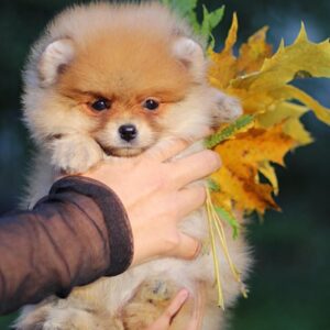 Shakira Pomeranian
