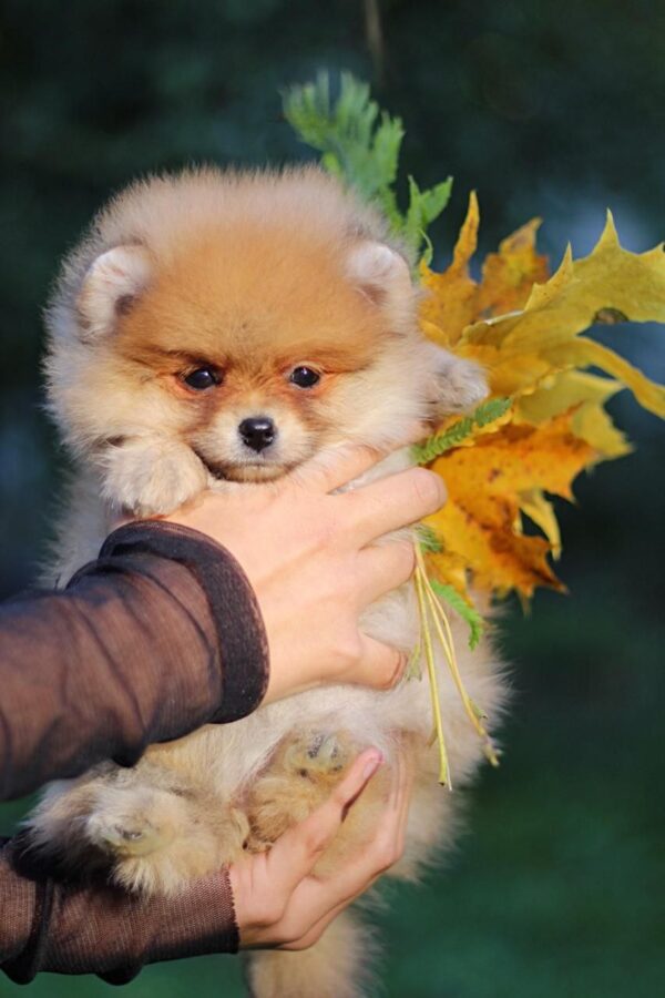 Shakira Pomeranian