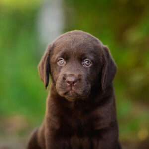 Shannon Labrador Retriever