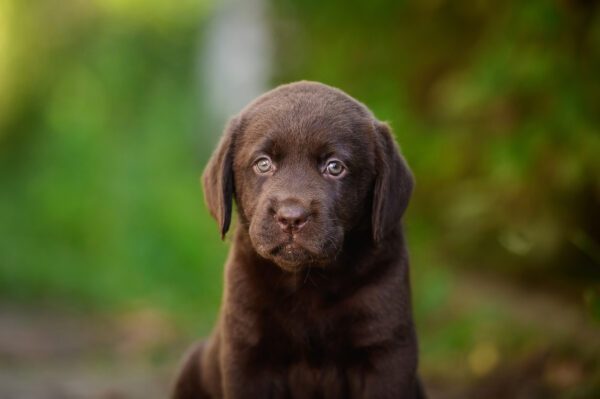 Shannon Labrador Retriever