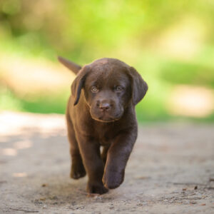 Shannon Labrador Retriever