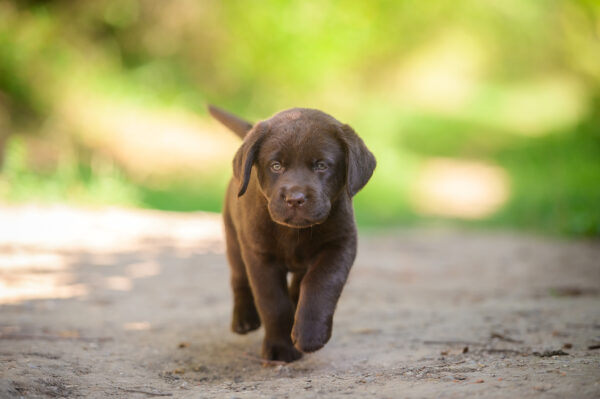 Shannon Labrador Retriever