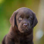 Shannon-female-labrador-retriver-puppy-for-sale-1 (5)