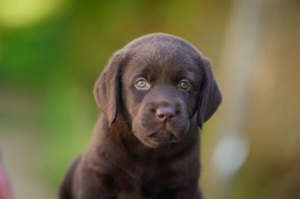 Shannon Labrador Retriever