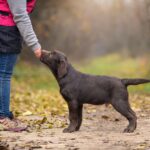 Sherlock-male-labrador-retriver-puppy-for-sale-1 (1)