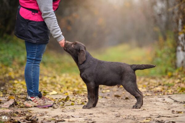 Sherlock Labrador Retriever Sherlock Labrador Retriever