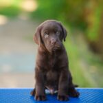 Sherlock-male-labrador-retriver-puppy-for-sale-1 (1)