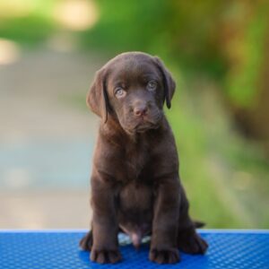 Sherlock Labrador Retriever