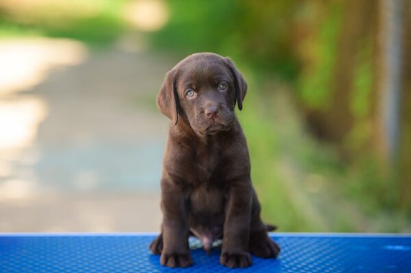 Sherlock Labrador Retriever