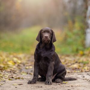Sherlock Labrador Retriever Sherlock Labrador Retriever