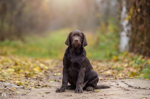 Sherlock Labrador Retriever Sherlock Labrador Retriever