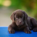 Sherlock-male-labrador-retriver-puppy-for-sale-1 (2)