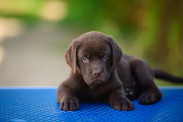Sherlock Labrador Retriever