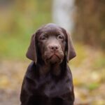 Sherlock-male-labrador-retriver-puppy-for-sale-1 (3)