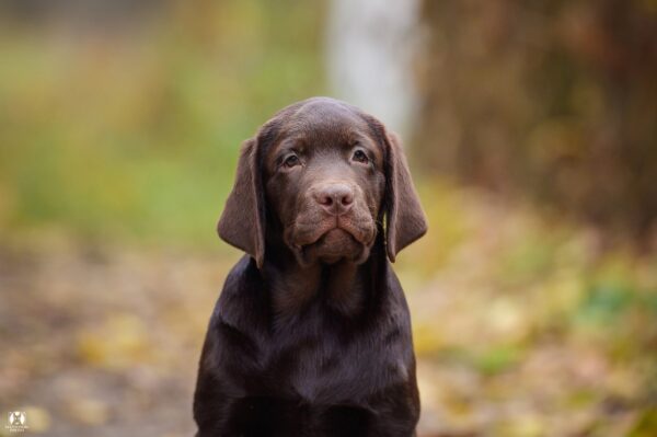 Sherlock Labrador Retriever Sherlock Labrador Retriever